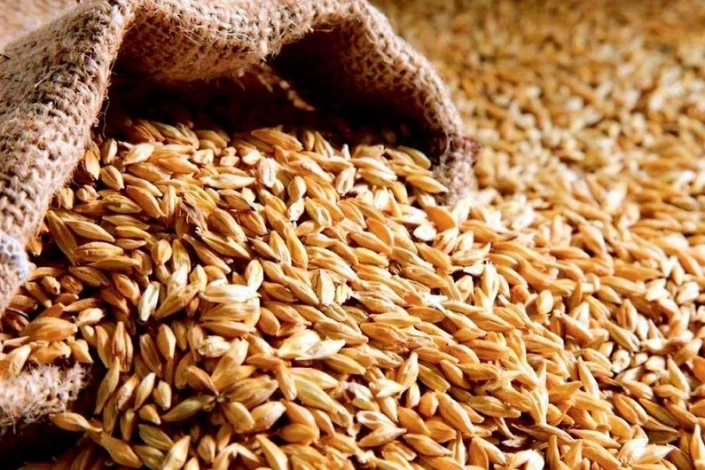 Rusiyanın buğda ixracı kəskin azalır - Azərbaycan tədarükü necə tənzimləyir? - ARAŞDIRMA