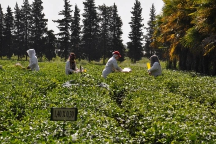 FAO: Azərbaycanda meyvə və çayçılıq üzrə tədqiqatlar davamlı bağçılıq üçün nümunələr yaradır