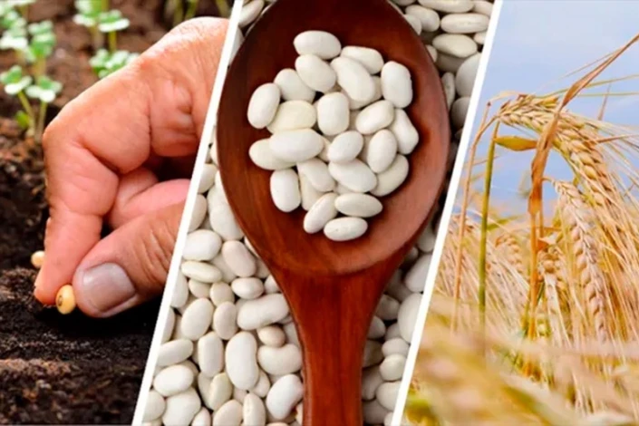 Hesablama Palatası “toxum subsidiya"larının verilməsi ilə bağlı nöqsanları açıqlayıb
