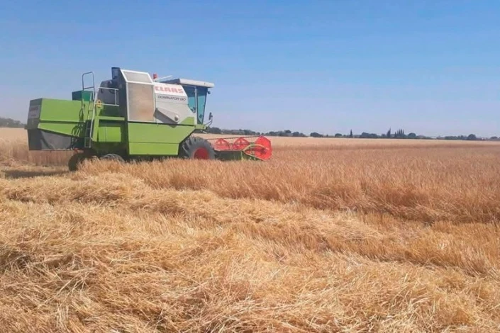 Muğan zonasında arpa biçini başlayıb