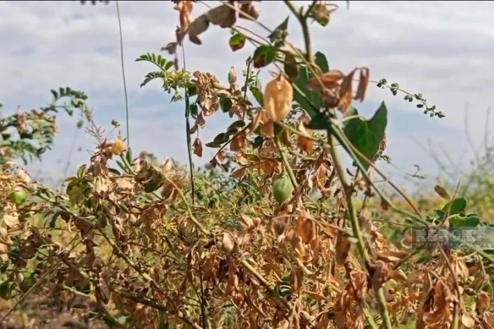 Cəlilabadda 600 hektara yaxın noxud sahəsi məhv olub