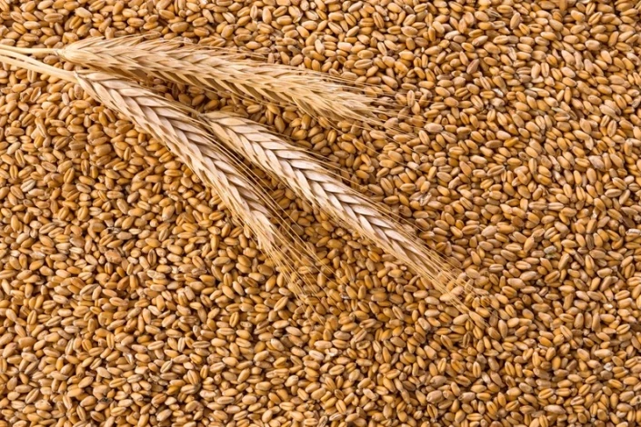 FAO: Dünya bazarında buğda qiymətləri son 5 ilin orta həddindən aşağı düşüb