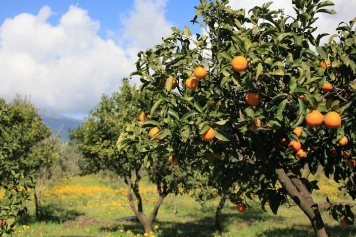 Azərbaycanda şaftalı bağlarının sığortalanmasına başlanılır
