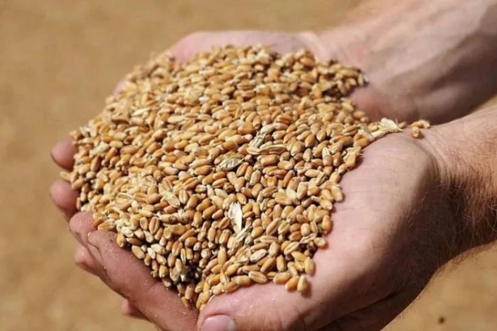 Naxçıvan fermerlərinə payızlıq əkin üçün 320 ton taxıl toxumu alınır