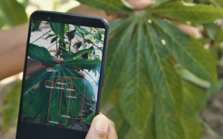 Azərbaycanda bitki xəstəliklərini aşkar edən mobil tətbiq yaradılıb