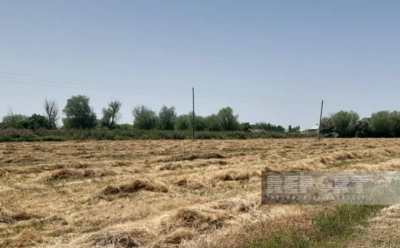 Muğan zonasında yağıntılar biçilmiş yonca sahələrinə ziyan vurub