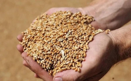 Naxçıvan fermerlərinə payızlıq əkin üçün 320 ton taxıl toxumu alınır